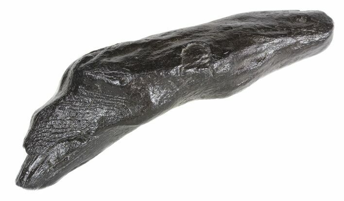 Fossil Whale Tooth - South Carolina #54165